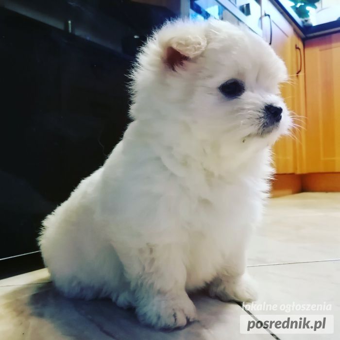Mama maltańczyk tata szpic miniaturowy pomeranian