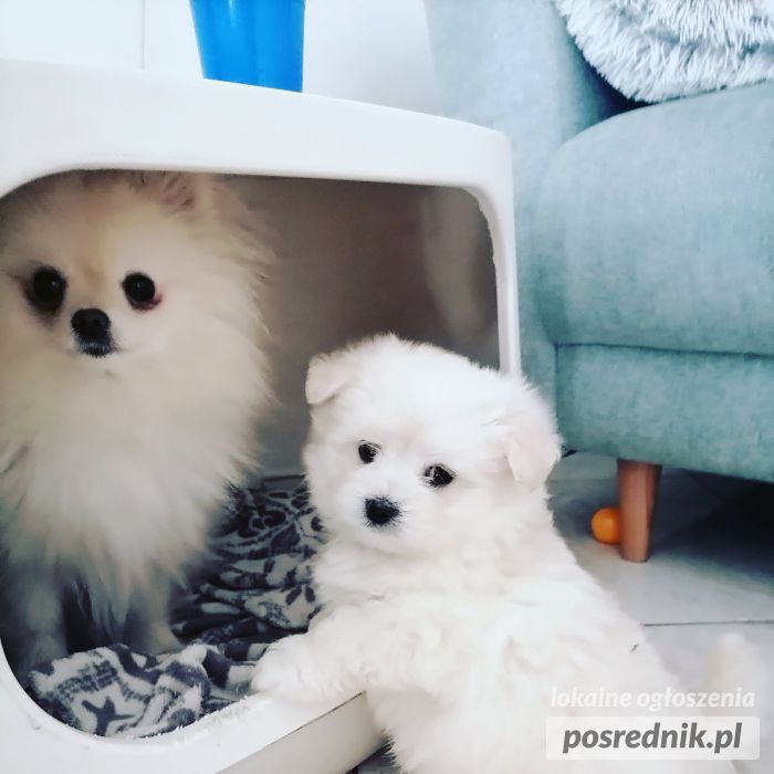 Mama maltańczyk tata szpic miniaturowy pomeranian