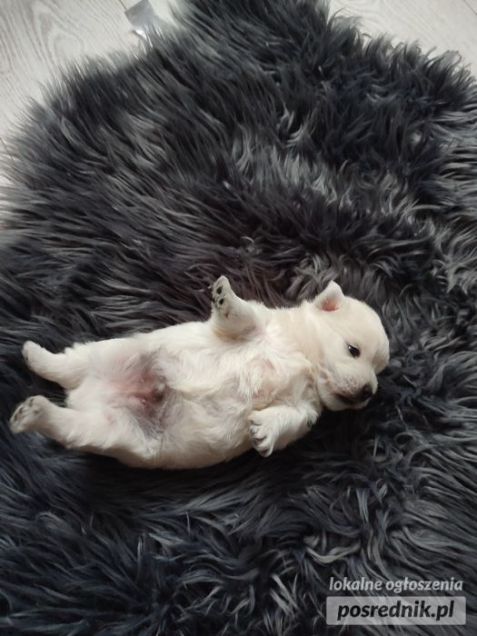 West Highland White Terrier