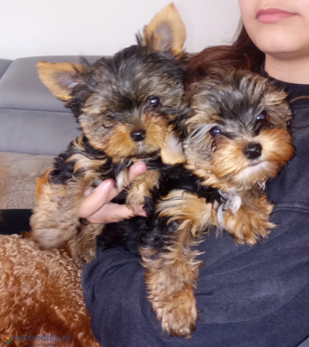 Szczeniaki Yorkshire Terrier
