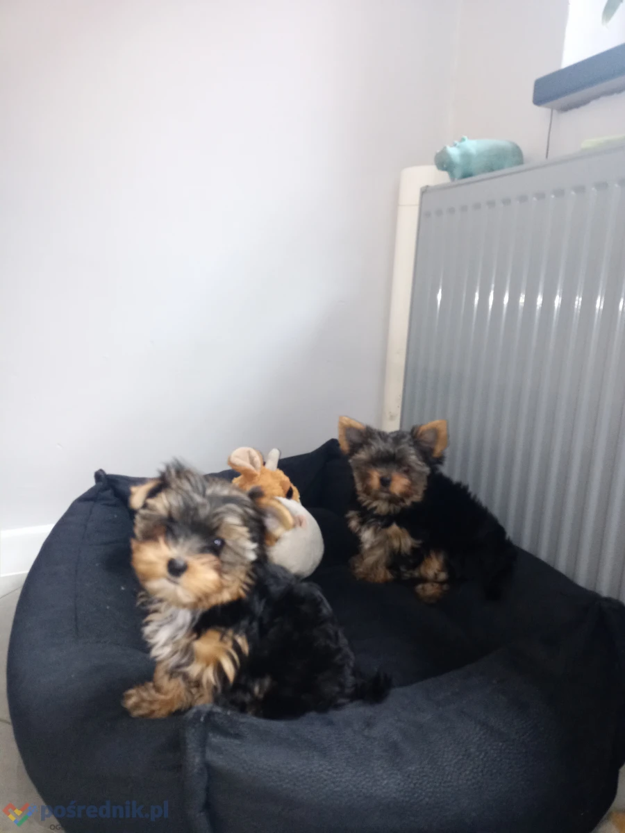 Szczeniaki Yorkshire Terrier