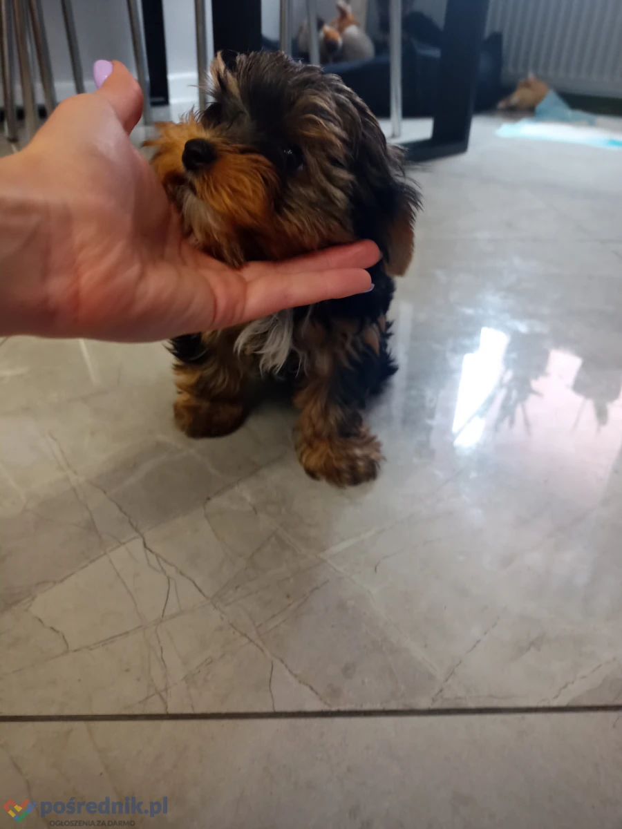 Szczeniaki Yorkshire Terrier
