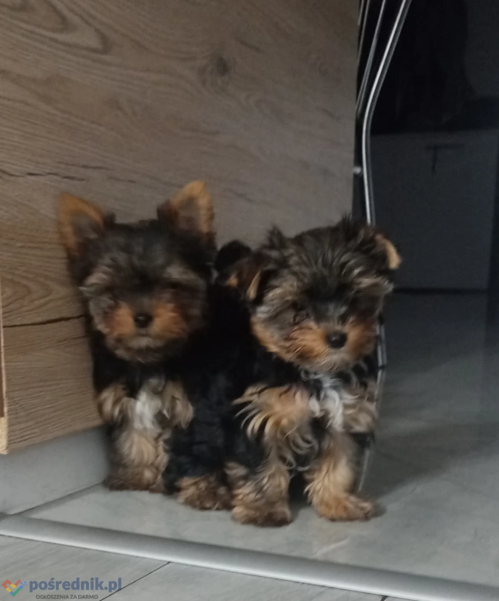 Szczeniaki Yorkshire Terrier