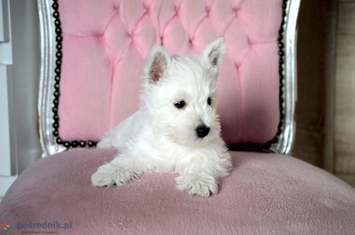 WEST HIGHLAND WHITE TERRIER szczenieta piesek suczka z ZKWP po championie