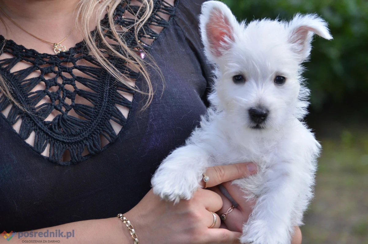WEST HIGHLAND WHITE TERRIER szczenieta piesek suczka z ZKWP po championie