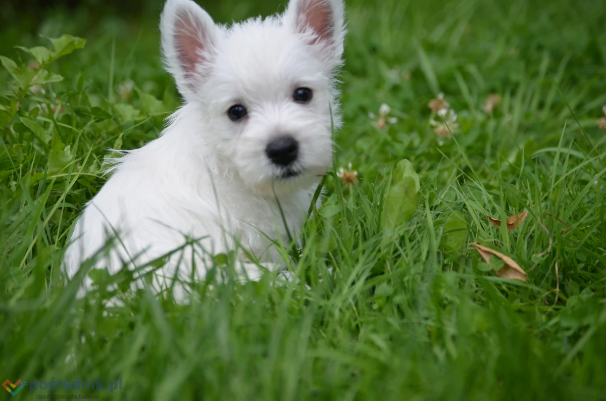 WEST HIGHLAND WHITE TERRIER szczenieta piesek suczka z ZKWP po championie