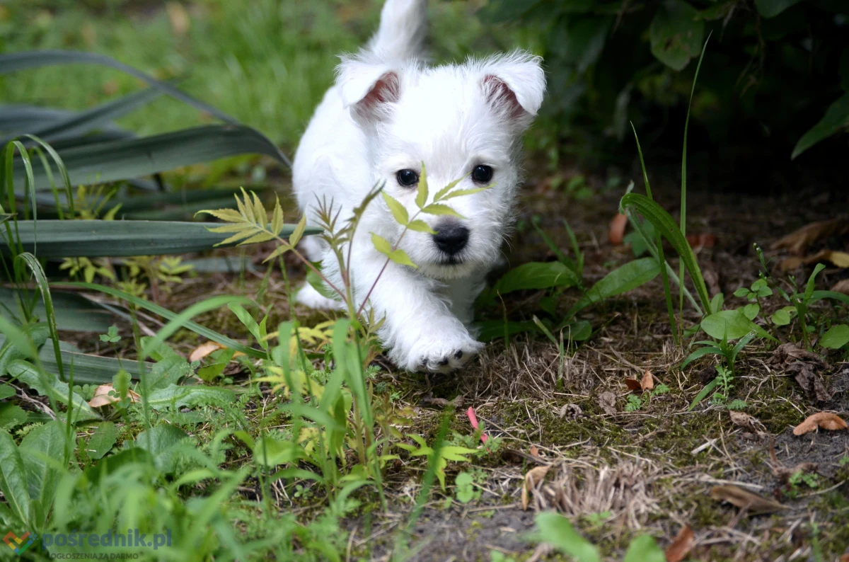 WEST HIGHLAND WHITE TERRIER szczenieta piesek suczka z ZKWP po championie