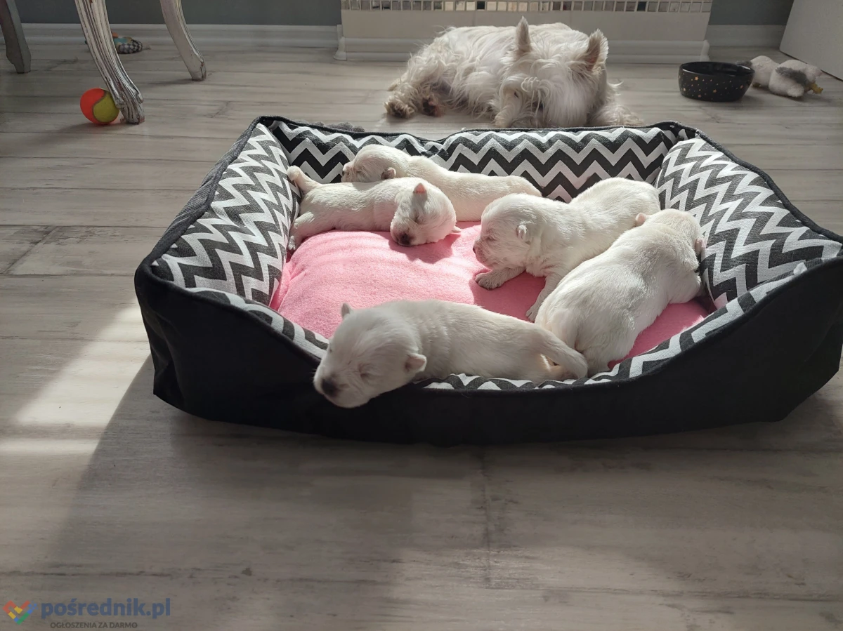 WEST HIGHLAND WHITE TERRIER szczenieta piesek suczka z ZKWP po championie