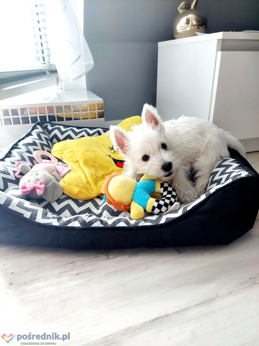 WEST HIGHLAND WHITE TERRIER szczenieta piesek suczka z ZKWP po championie