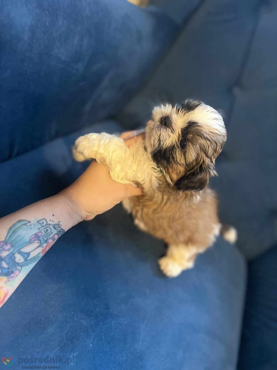 Sprzedam Shih-tzu Pieska Mini po Małych Rodzicach Tri-Color