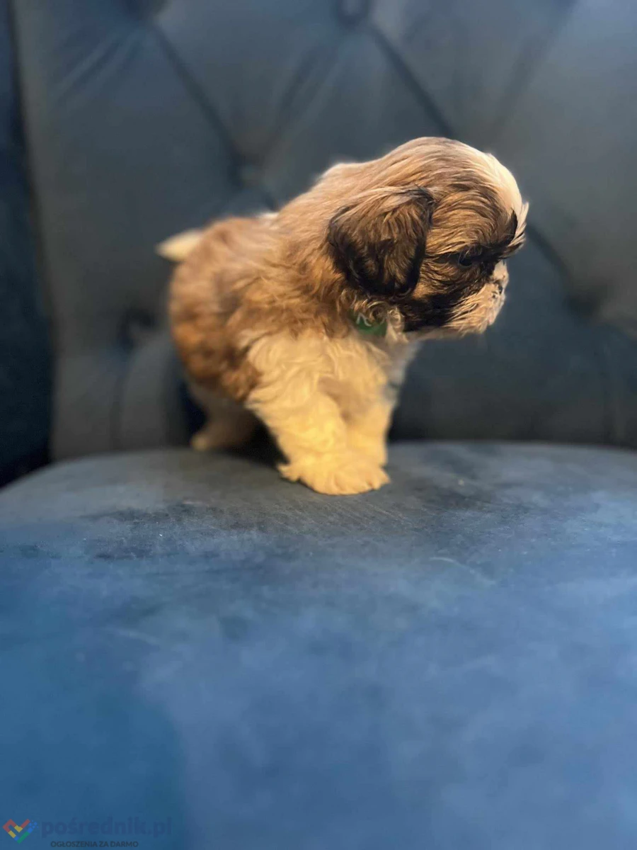 Sprzedam Shih-tzu Pieska Mini po Małych Rodzicach Tri-Color
