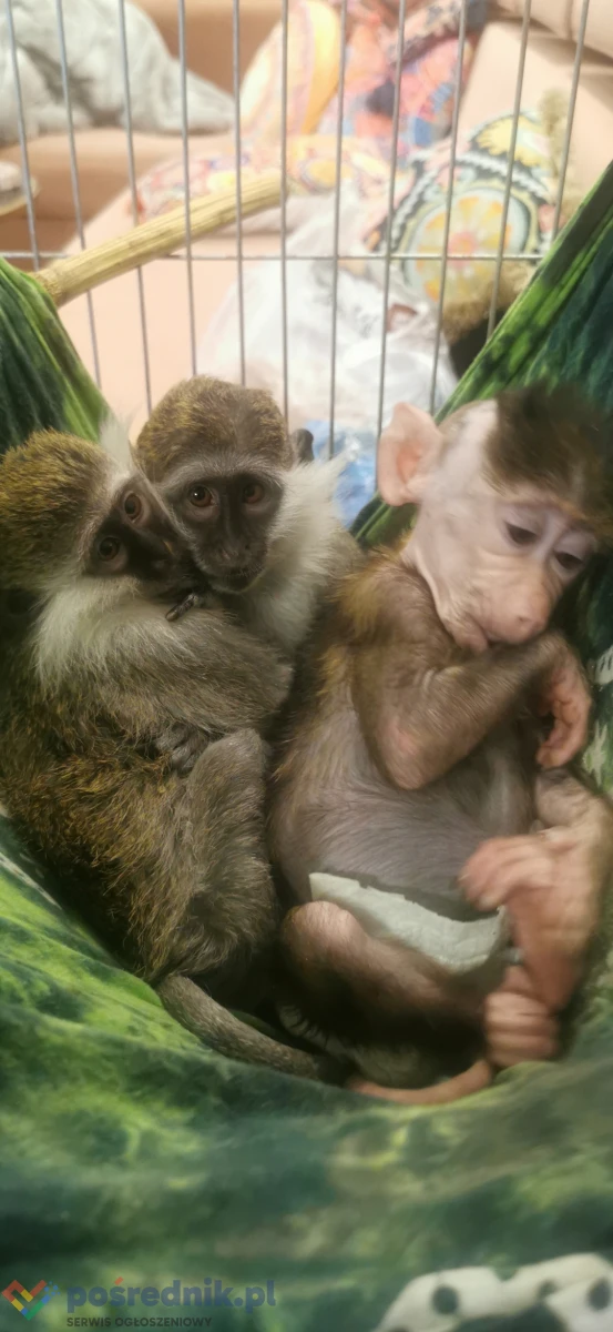 Sprzedam małpki małpe monkey for sale