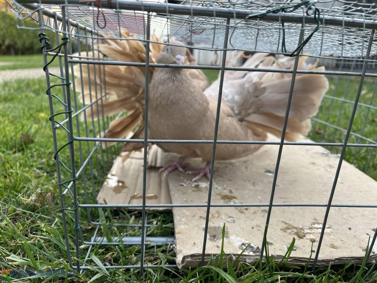 Gołębie Pawiki, spory wybór-cena zależna od ptaka