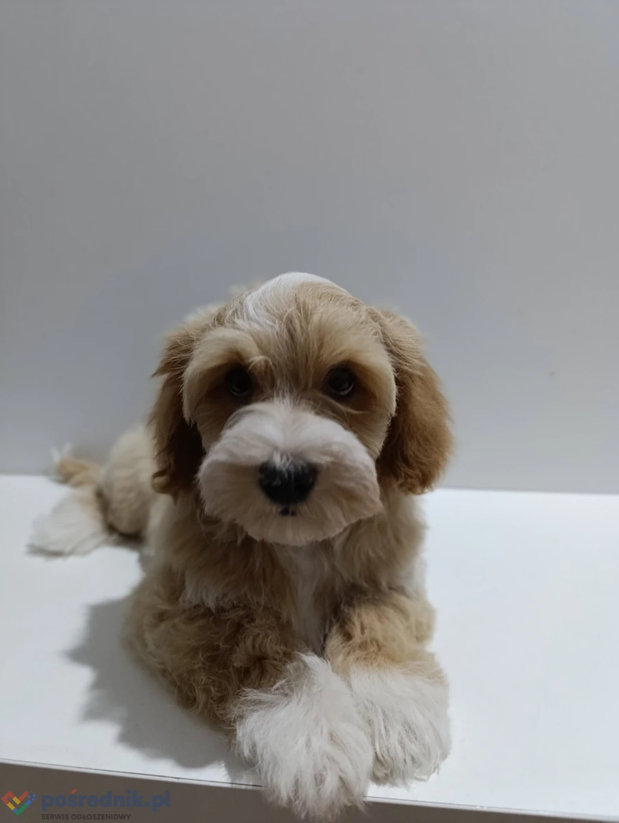 Hawańczyk/Bichon havanais szczenięta