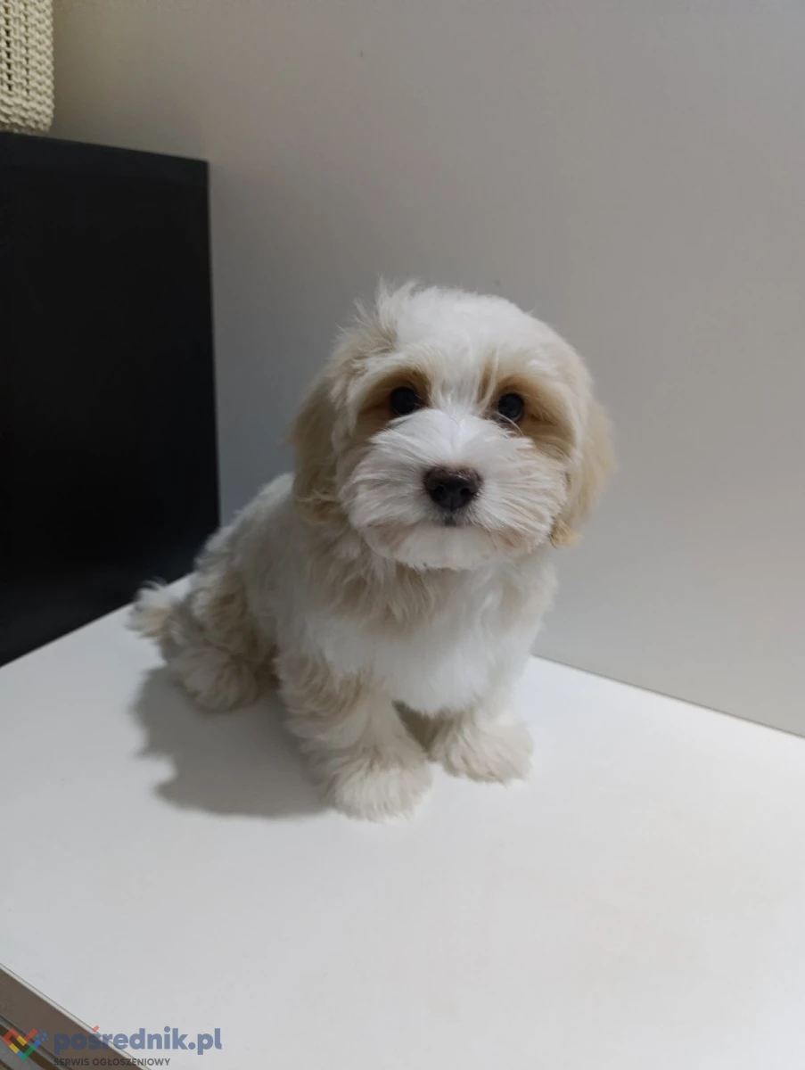 Hawańczyk/Bichon havanais szczenięta
