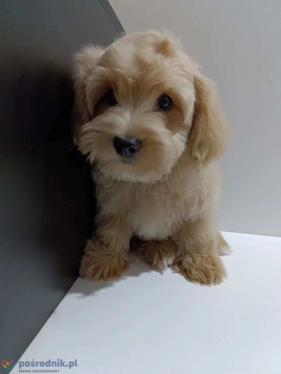 Hawańczyk/Bichon havanais szczenięta