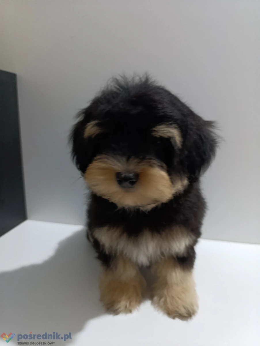 Hawańczyk/Bichon havanais szczenięta