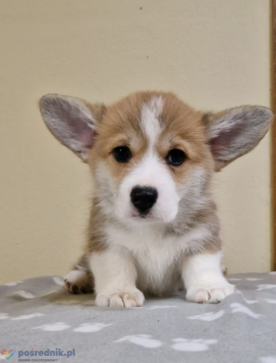 Szczenięta Welsh Corgi Pembroke