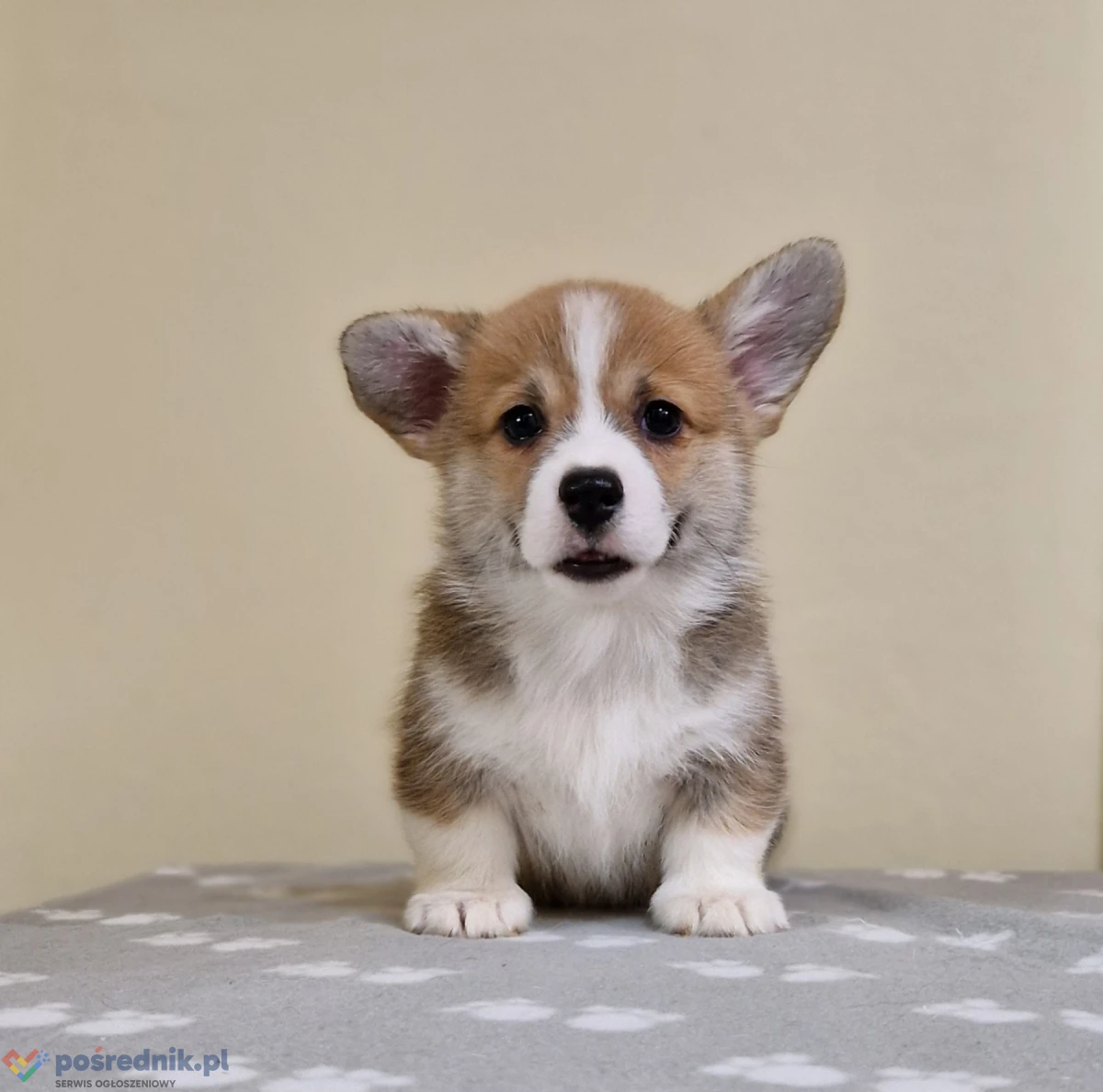 Szczenięta Welsh Corgi Pembroke