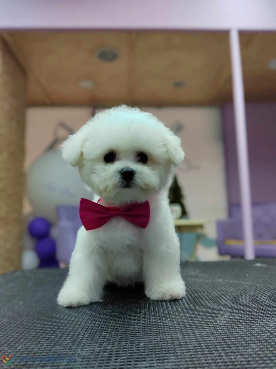 Bichon frise szczenięta