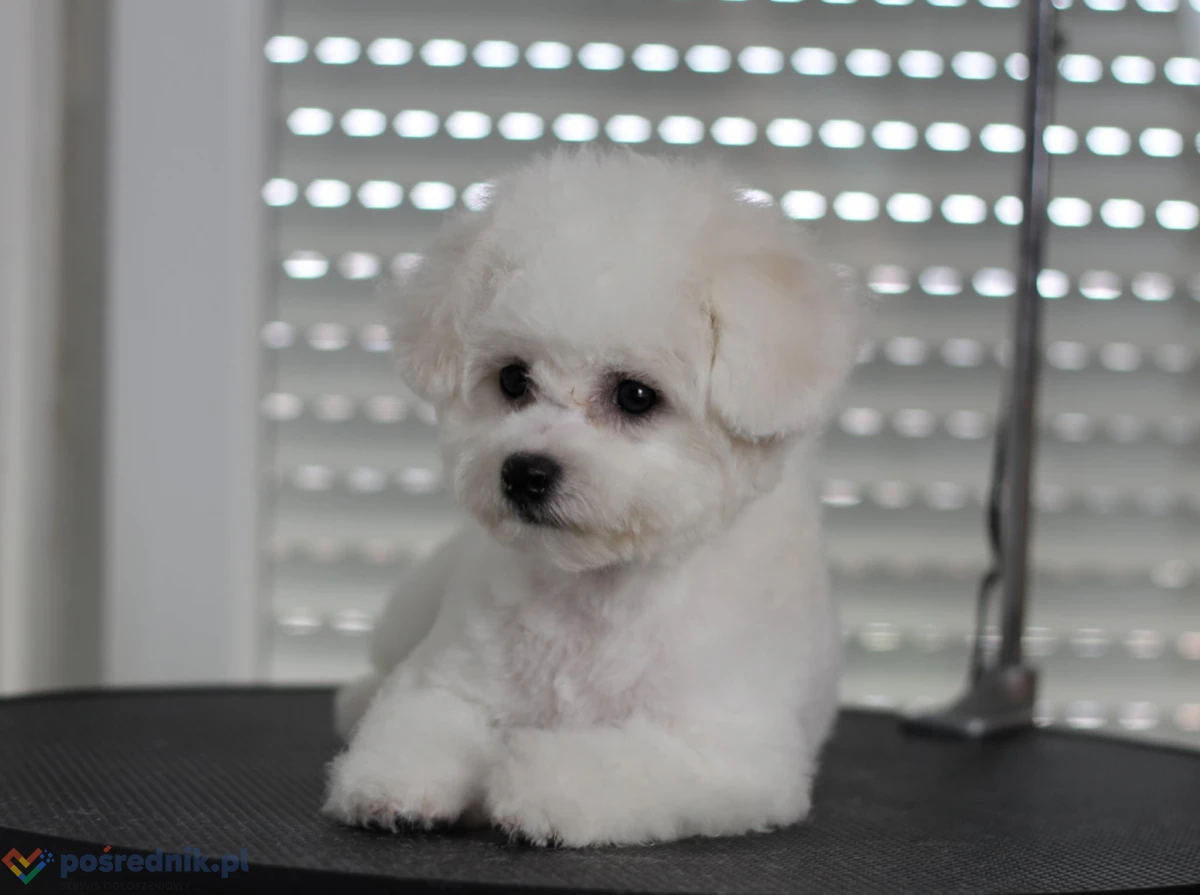 Bichon frise szczenięta