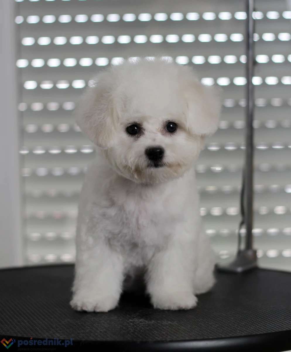 Bichon frise szczenięta