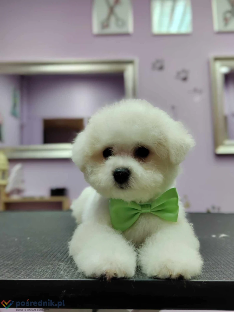 Bichon frise szczenięta