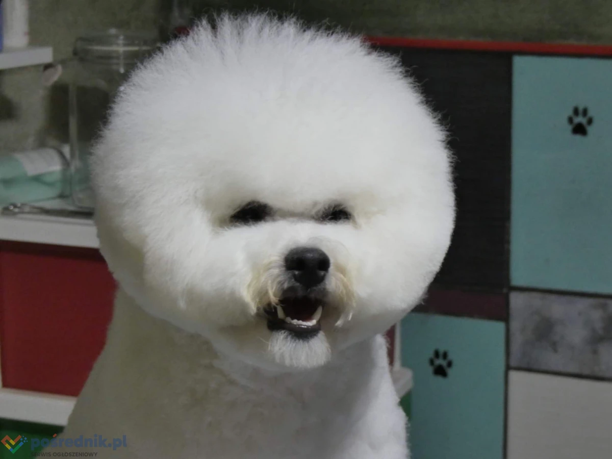 Bichon frise szczenięta
