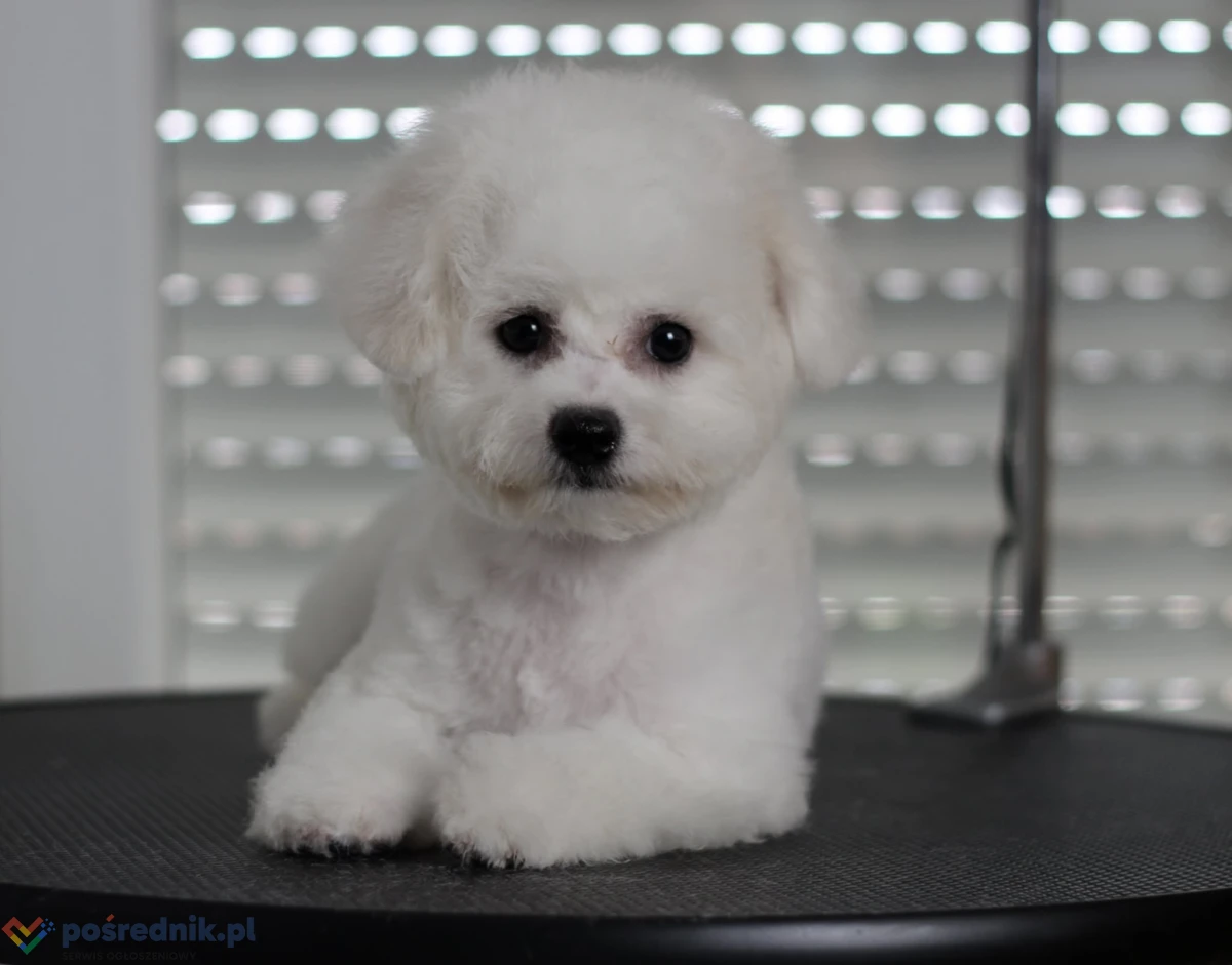 Bichon frise szczenięta