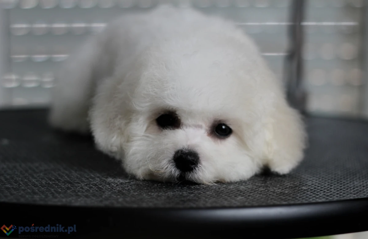 Bichon frise szczenięta