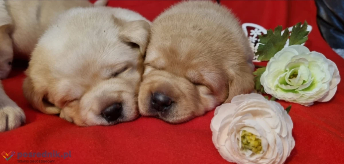 Szczenięta Labrador Retriever