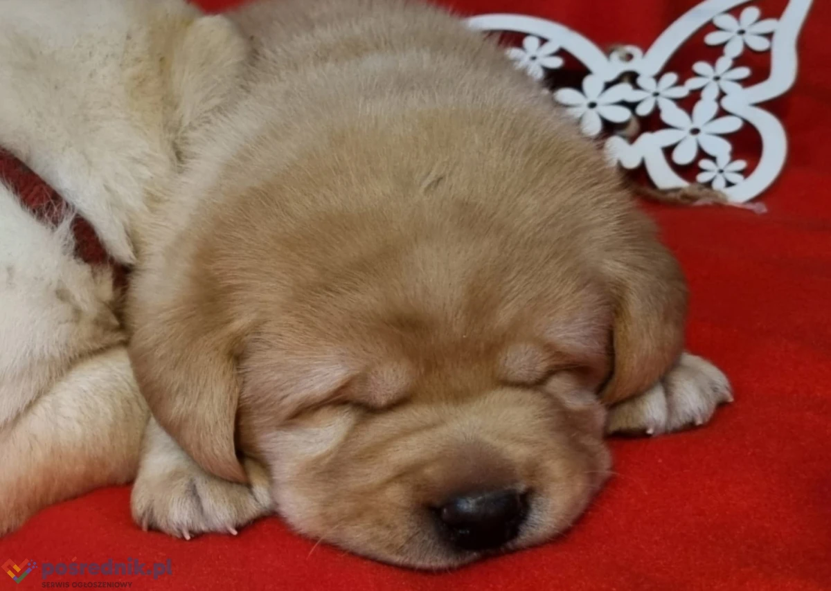 Szczenięta Labrador Retriever
