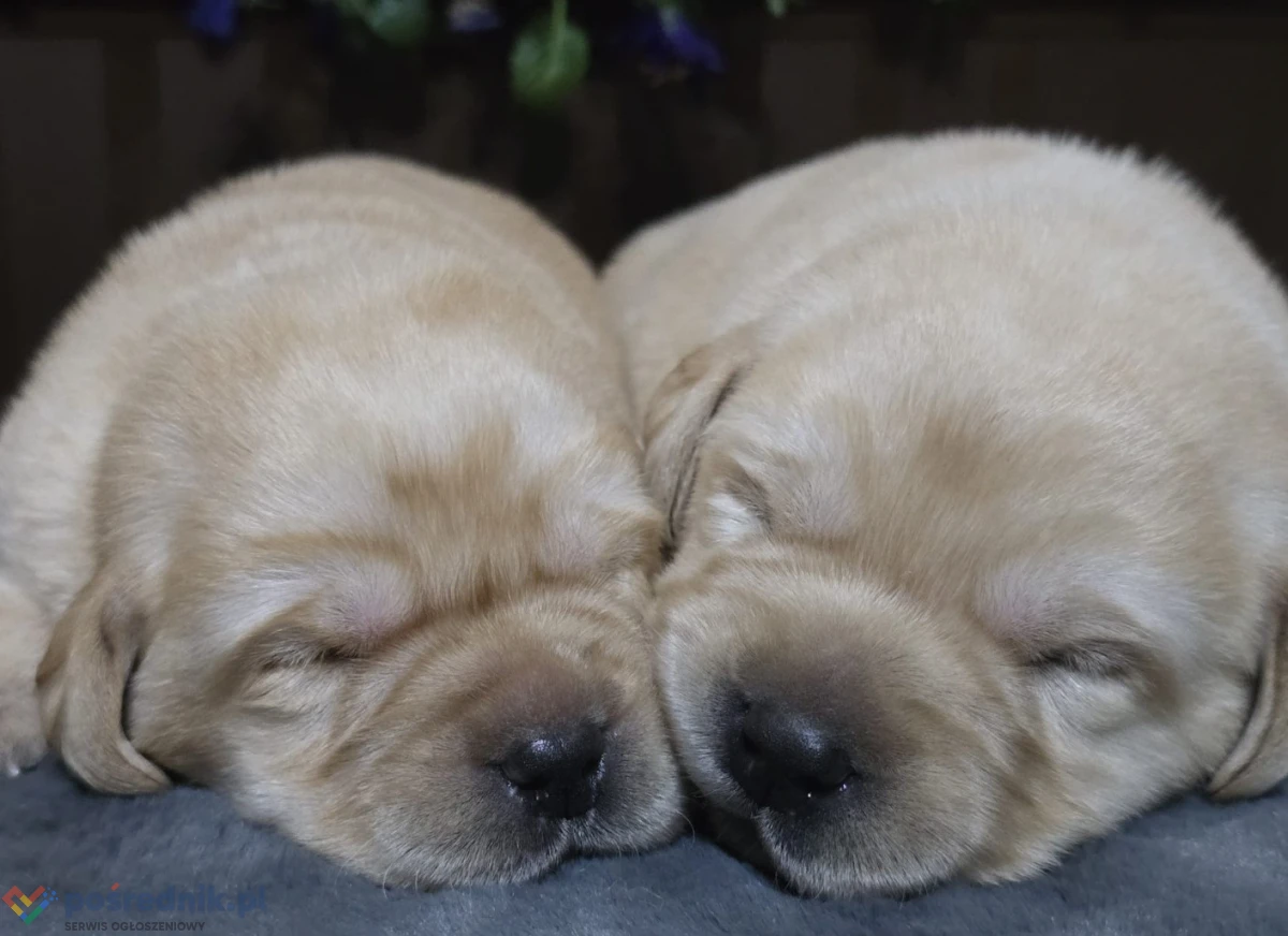 Szczenięta Labrador Retriever