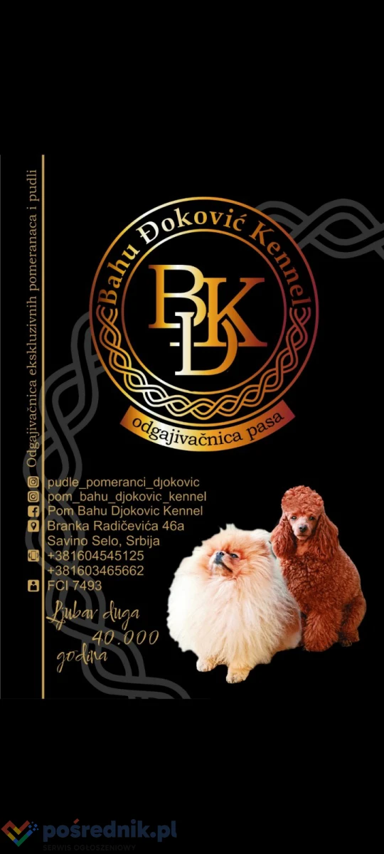 Szczenięta szpica miniaturowego (Pomeranian)
