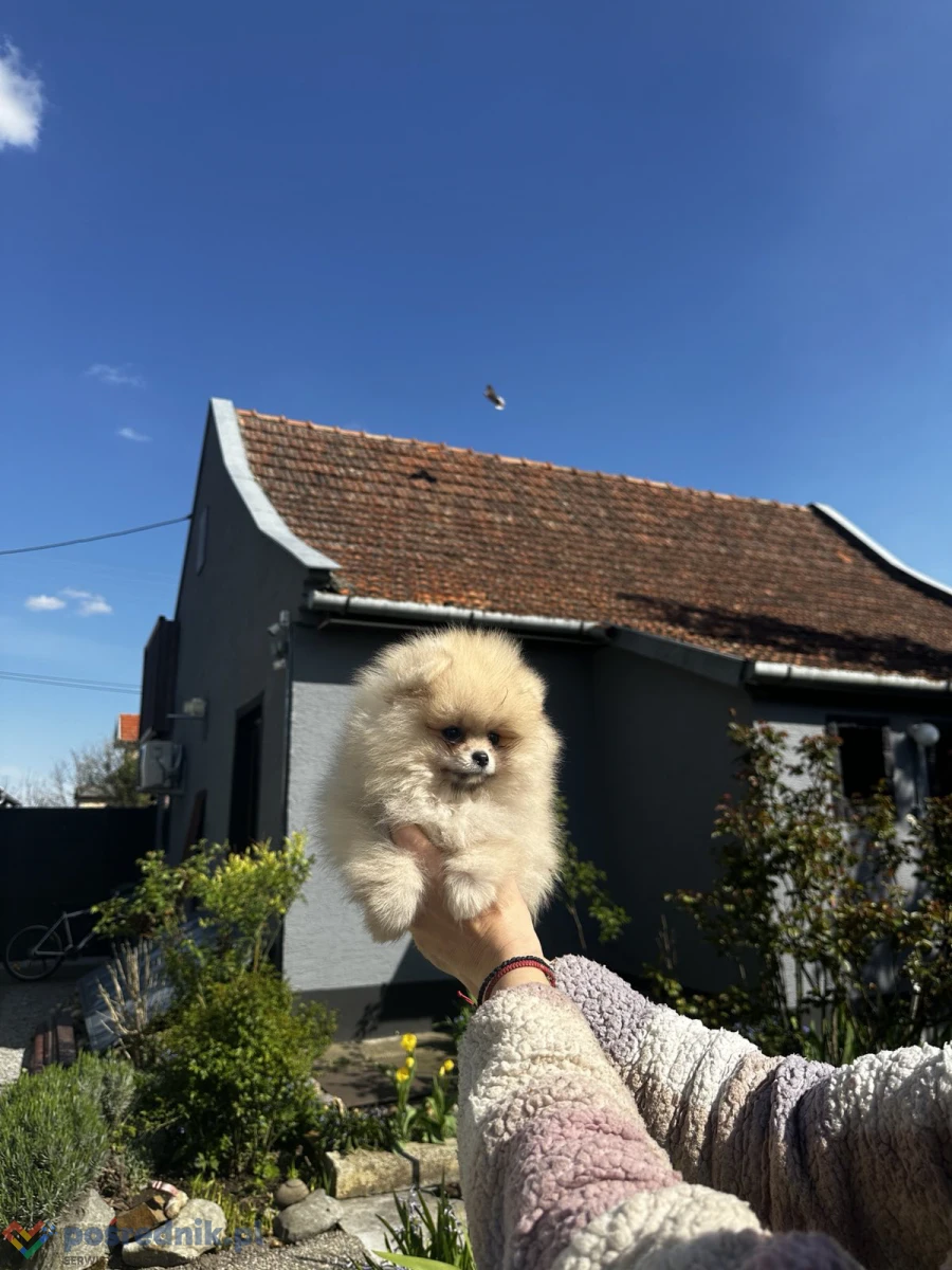 Szczenięta szpica miniaturowego (Pomeranian)