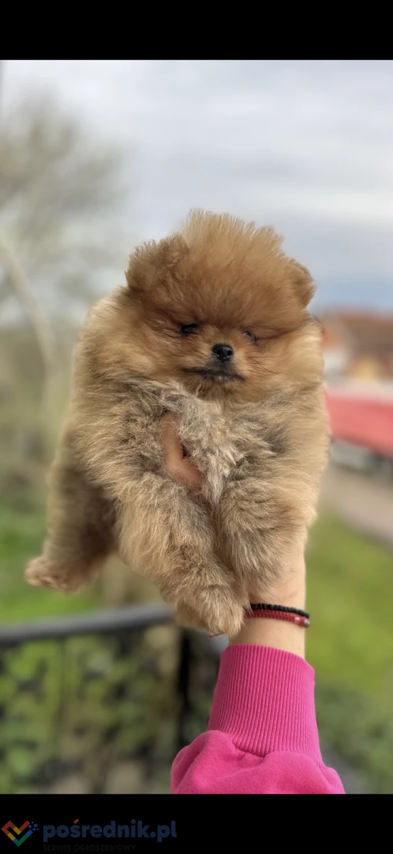Szczenięta szpica miniaturowego (Pomeranian)