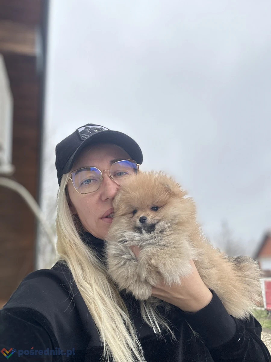 Szczenięta szpica miniaturowego (Pomeranian)