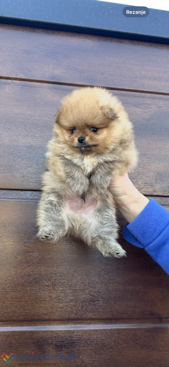 Szczenięta szpica miniaturowego (Pomeranian)