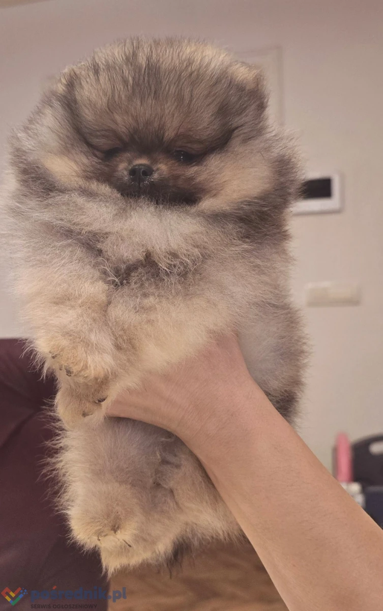 Szpic miniaturowy pomeranian szczenięta