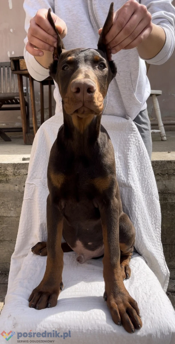 Doberman Szczeniak – samiec