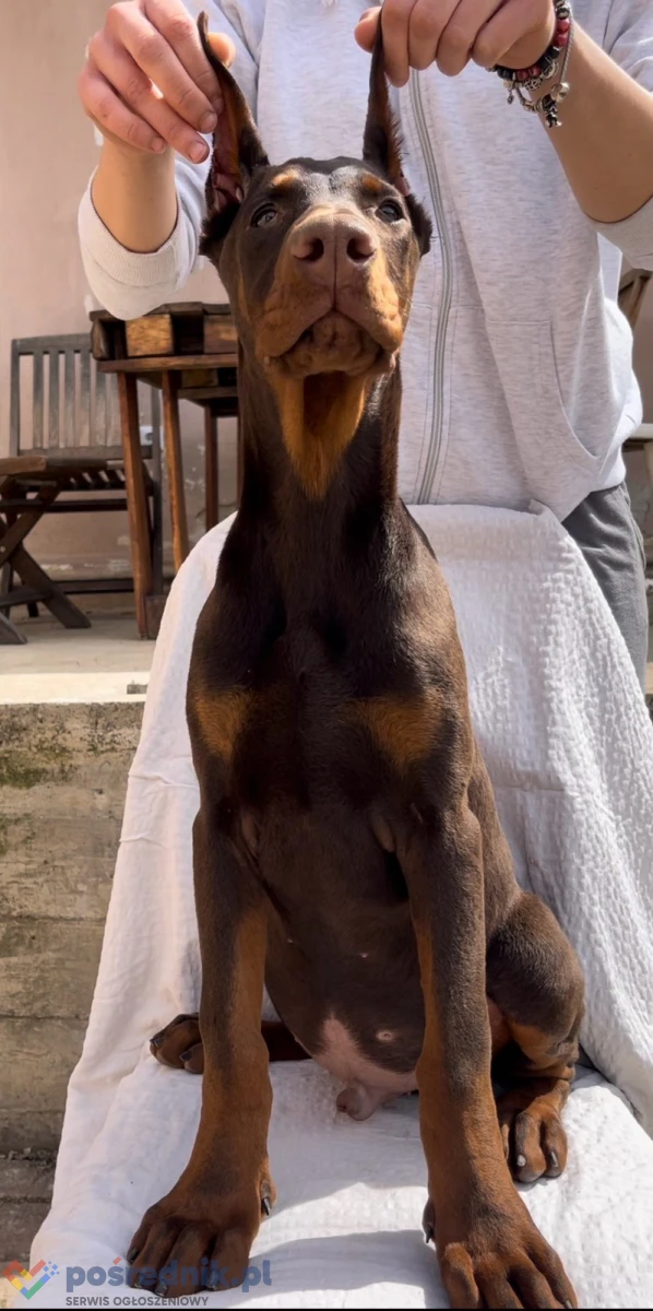 Doberman Szczeniak – samiec