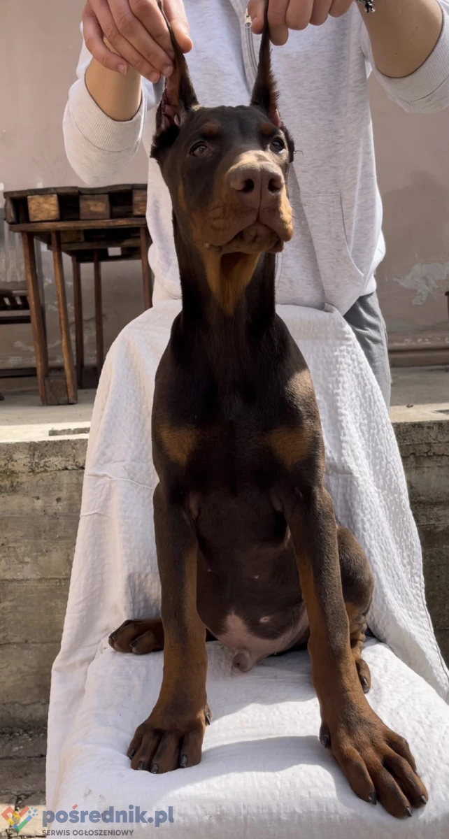 Doberman Szczeniak – samiec