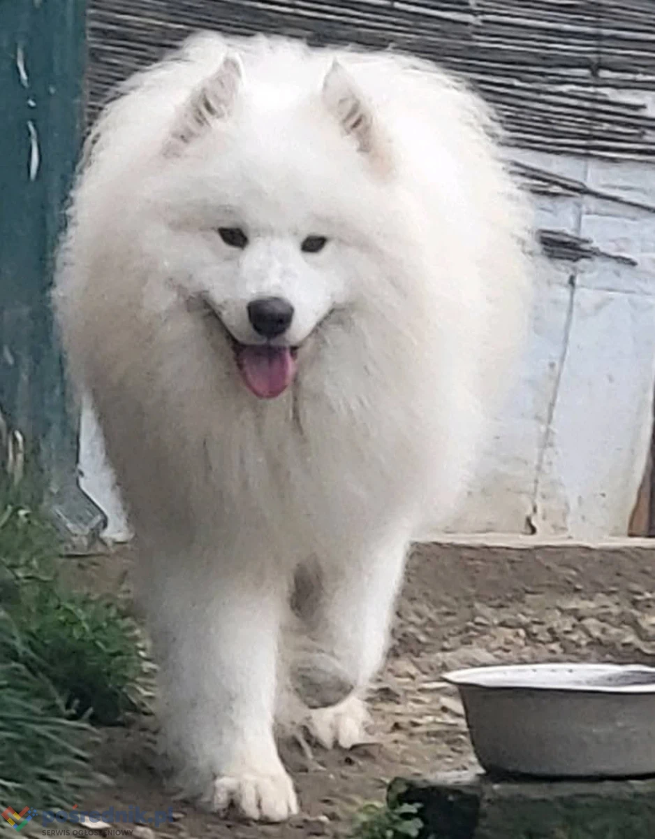 Dorosłe samoyedy i szczenięta na sprzedaż