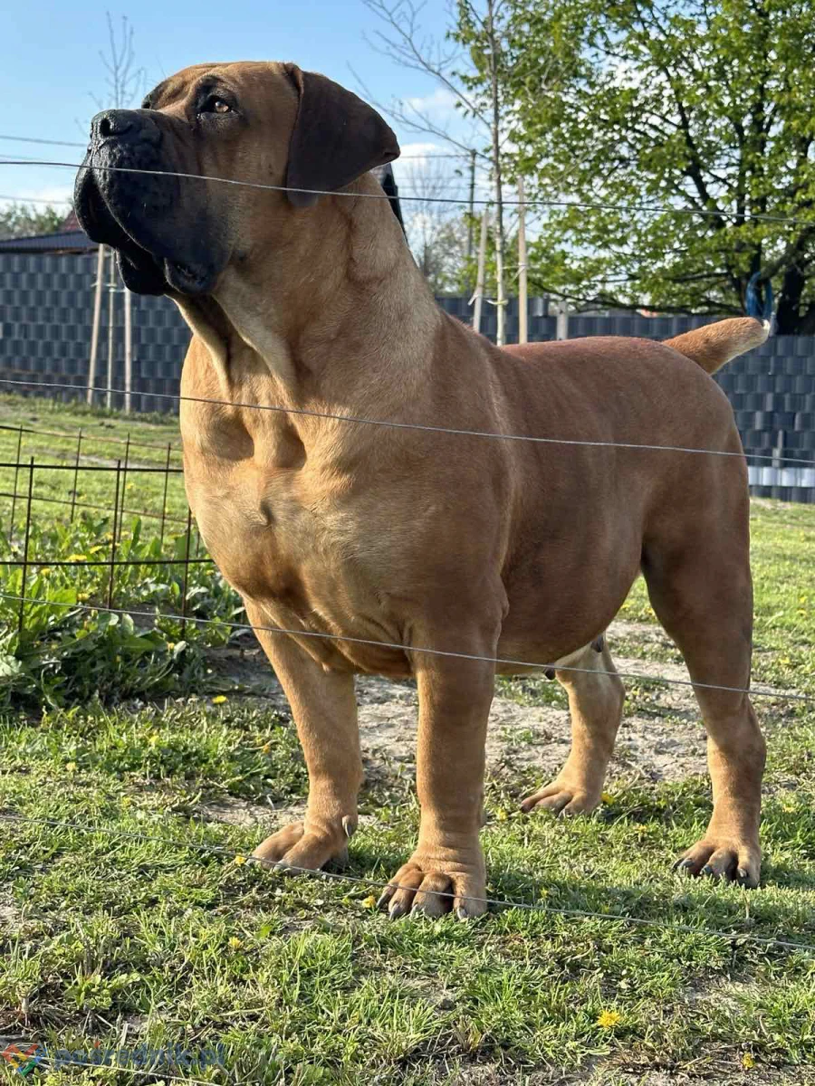 Mastif południowoafrykański – szczenięta Boerboel