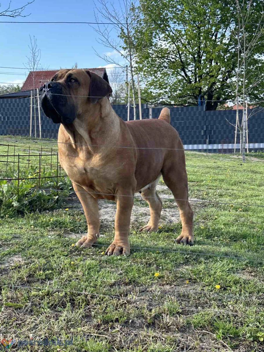 Mastif południowoafrykański – szczenięta Boerboel