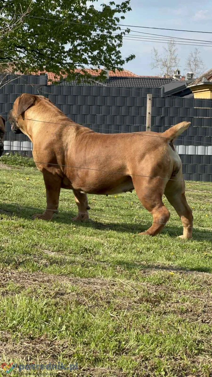 Mastif południowoafrykański – szczenięta Boerboel