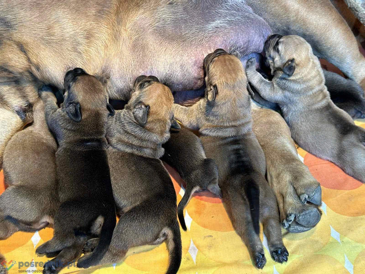 Mastif południowoafrykański – szczenięta Boerboel