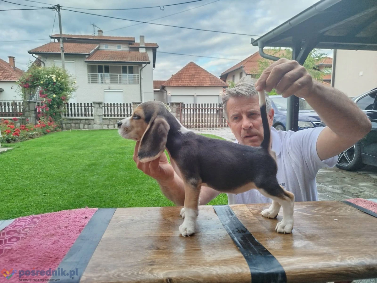 Szczenięta beagle na sprzedaż