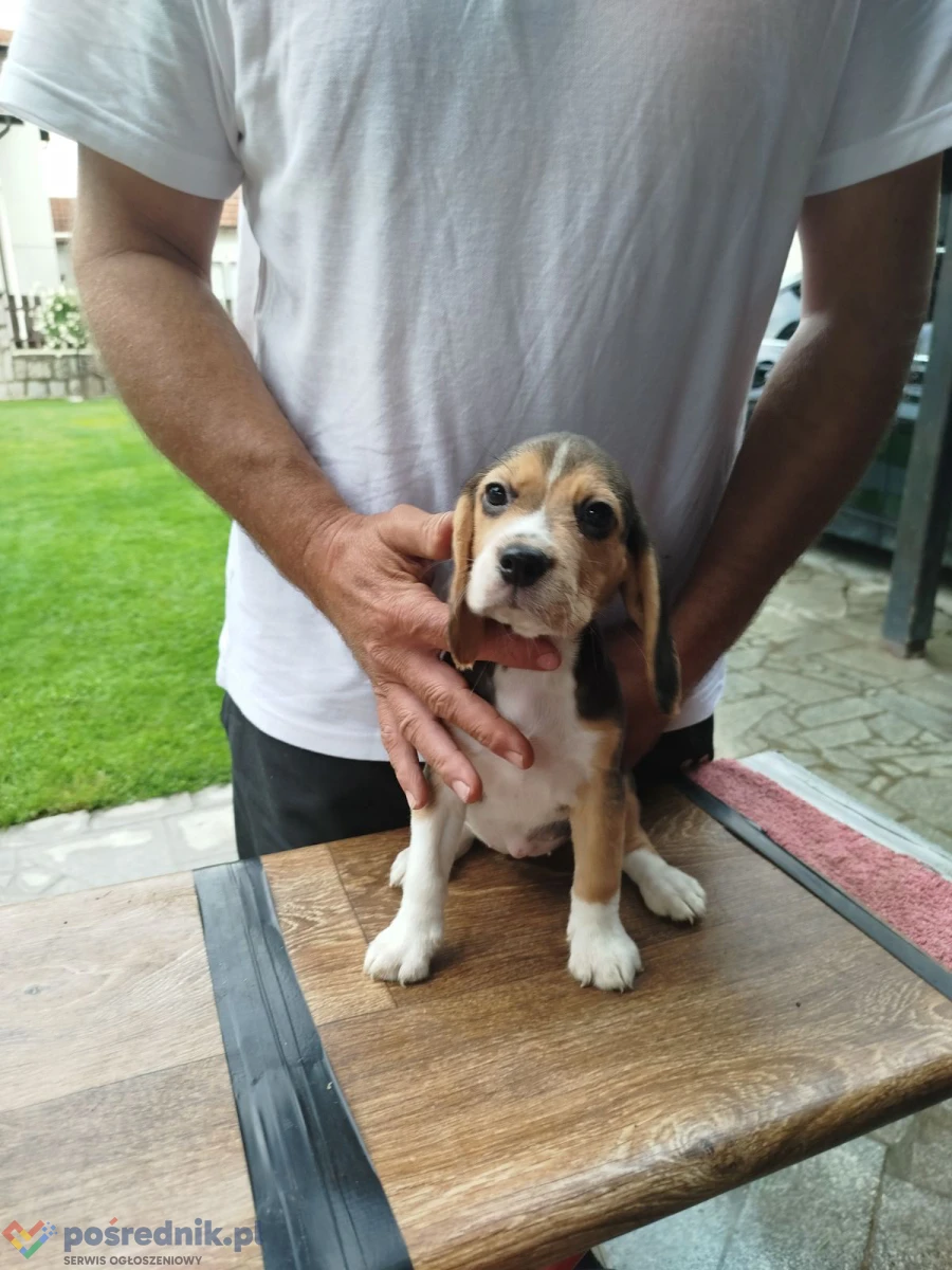 Szczenięta beagle na sprzedaż