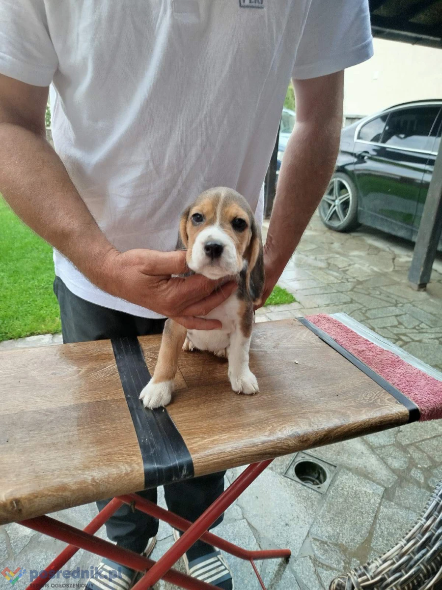 Szczenięta beagle na sprzedaż